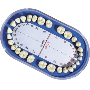 DENT DENT Dentoform Tnder, Plastkroner/Metalrdder    