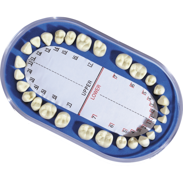 DENT DENT Dentoform Tnder, Plastkroner/Metalrdder    